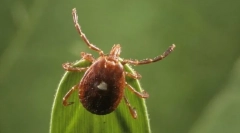 Тайговий галочку і його небезпека для людини